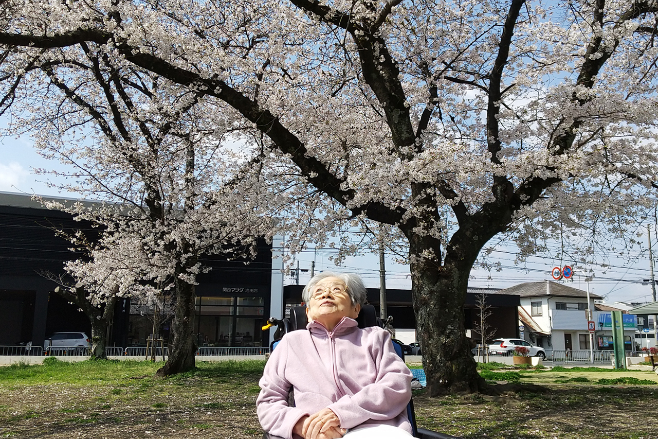 お花見-1 ニチイメゾン鉢塚